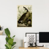 Plate 201 | Kanadengas | Vögel in Amerika Poster (Heimbüro)