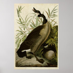 Plate 201 Kanadengas Vögel in Amerika Poster