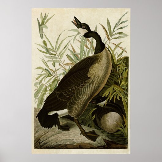 Plate 201 | Kanadengas | Vögel in Amerika Poster (Vorne)