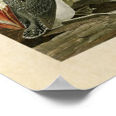 Plate 202 | Roter Throter Taucher | Vögel in Ameri Poster (Ecke)