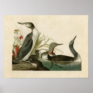 Plate 202   Roter Throter Taucher   Vögel in Ameri Poster