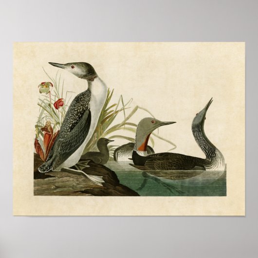Plate 202 | Roter Throter Taucher | Vögel in Ameri Poster (Vorne)