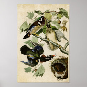 Plate 206 Sommer oder Holzente Vögel in Amerik Poster