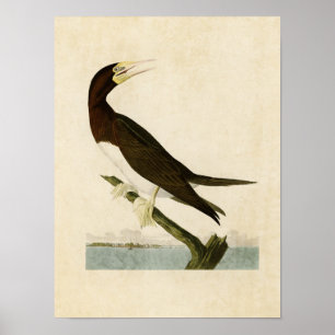 Plate 207   Booby Gannet   Vögel in Amerika Poster