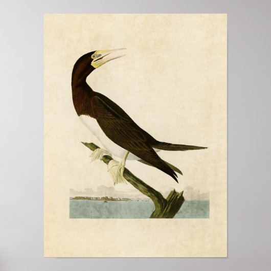 Plate 207 | Booby Gannet | Vögel in Amerika Poster (Vorne)