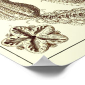 Plate 20. Krinoide. Poster (Ecke)