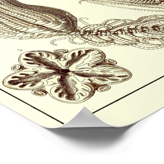 Plate 20. Krinoide. Poster (Ecke)