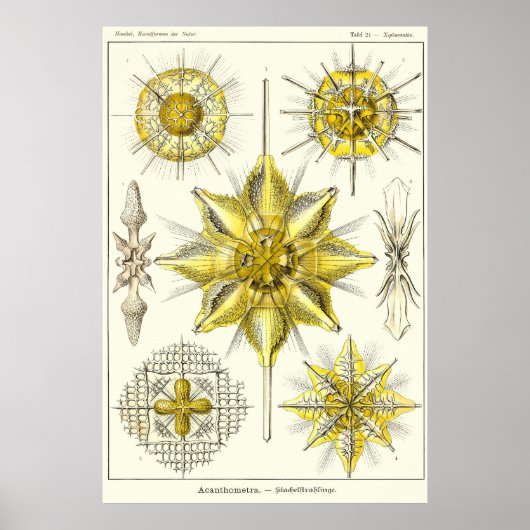 Plate 21 Acanthometra Poster (Vorne)