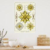 Plate 21 Acanthometra Poster (Küche)