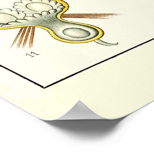 Plate 23 Bryozoa Poster (Ecke)