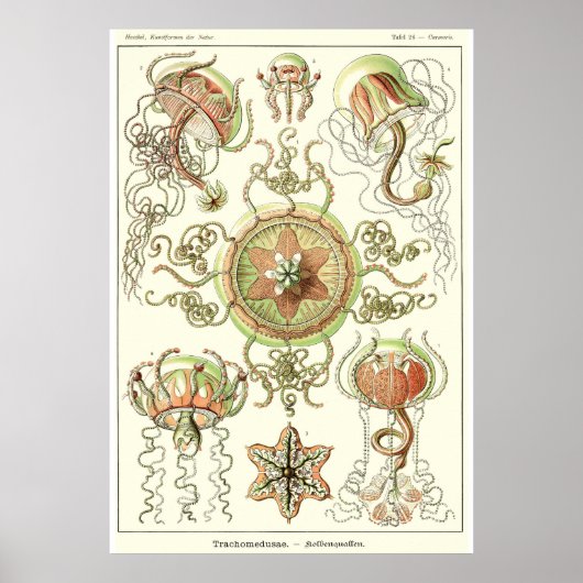 Plate 26 Trachomedusae Poster (Vorne)