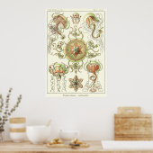 Plate 26 Trachomedusae Poster (Küche)