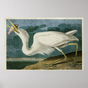 Plate 281 Great White Heron Birds of America Poster