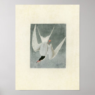 Plate 309   Great Tern   Vögel in Amerika Poster
