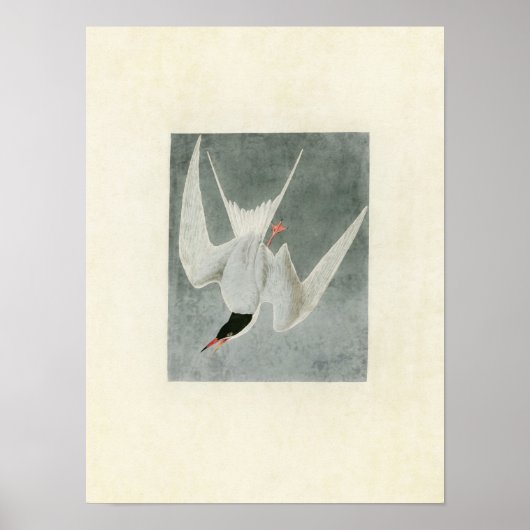 Plate 309 | Great Tern | Vögel in Amerika Poster (Vorne)
