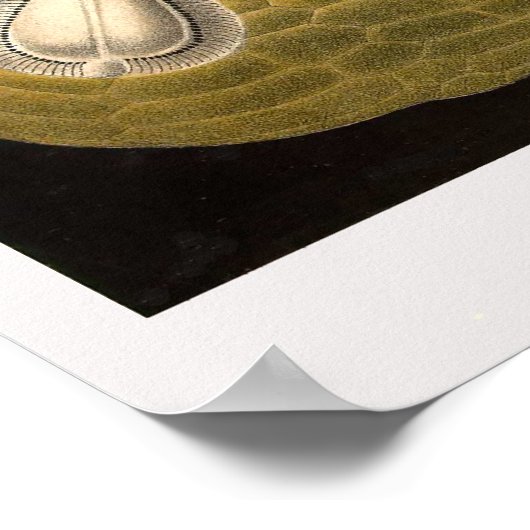 Plate 30 Echinidea Poster (Ecke)