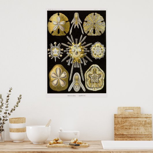 Plate 30 Echinidea Poster (Küche)