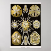 Plate 30 Echinidea Poster (Vorne)