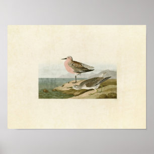 Plate 315 Red-Breasted Sandpiper Poster