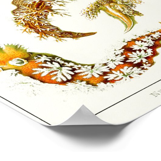 Plate 43. Nudibranchie. Poster (Ecke)