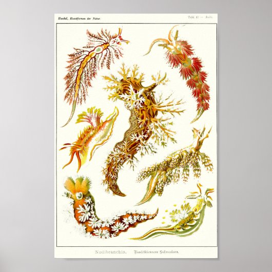 Plate 43. Nudibranchie. Poster (Vorne)