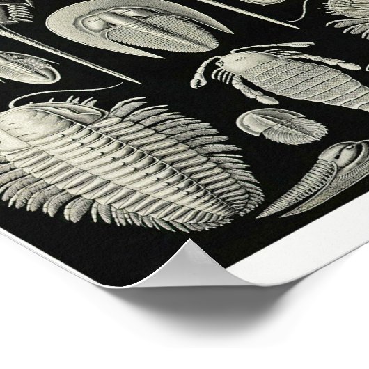 Plate 47. Aspidonia. Poster (Ecke)