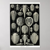 Plate 47. Aspidonia. Poster (Vorne)