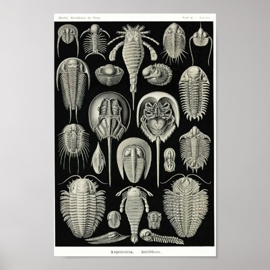 Plate 47. Aspidonia. Poster (Vorne)