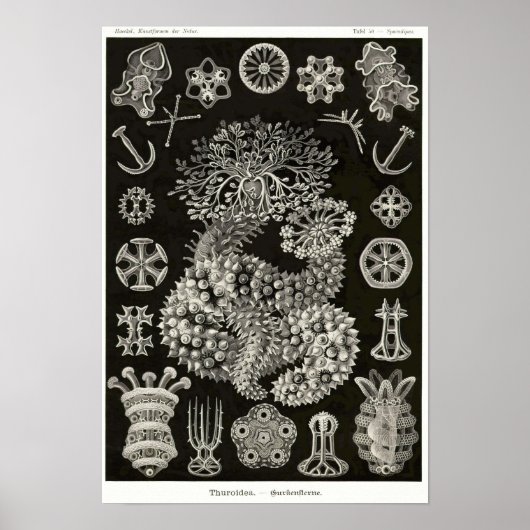 Plate 50. Ach ja. Poster (Vorne)