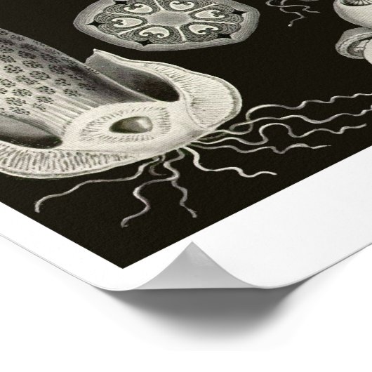 Plate 63. Basidiomyceten. Poster (Ecke)