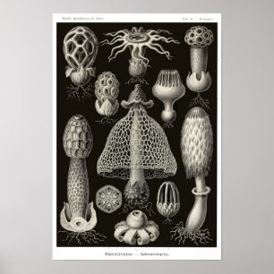 Plate 63. Basidiomyceten. Poster