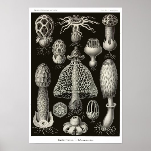 Plate 63. Basidiomyceten. Poster (Vorne)