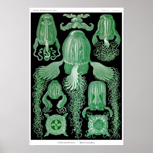 Plate 78. Kubomedusae Poster (Vorne)