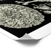 Plate 83. Lichen. Poster (Ecke)