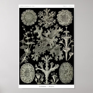 Plate 83. Lichen. Poster