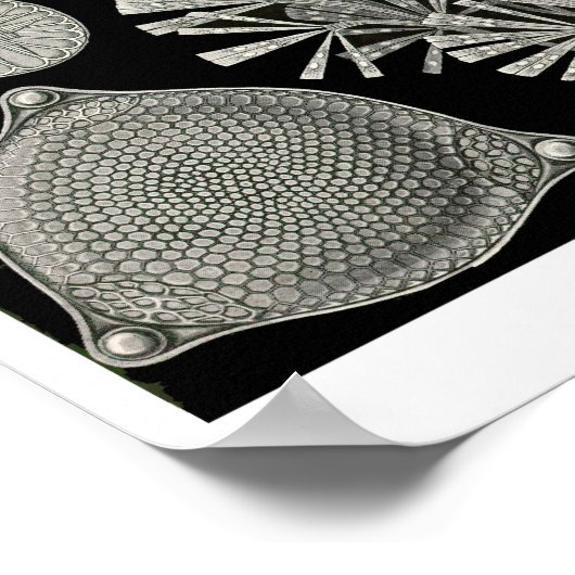 Plate 84. Atome. Poster (Ecke)