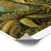 Plate 92. Filicinae Poster (Ecke)