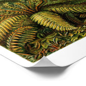 Plate 92. Filicinae Poster (Ecke)