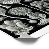 Plate 93. Mycetozoa. Poster (Ecke)