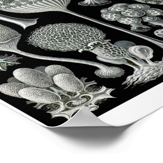 Plate 93. Mycetozoa. Poster (Ecke)