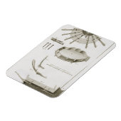 Plate XX: Die Ausbreitung und Arbeitsweise der Ped Magnet (Linke Seite)