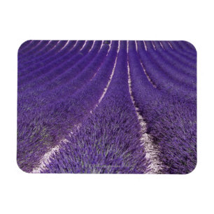 Plateau De Valensole, Frankreich Magnet