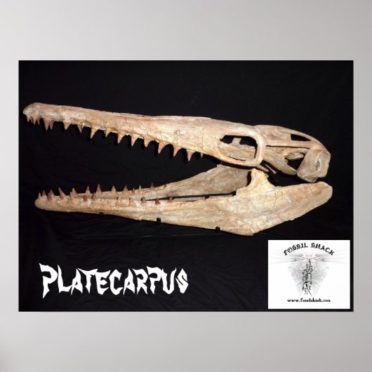 Platecarpus Mosasaur Skull Poster (Vorne)
