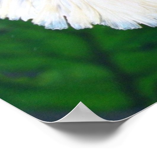 Platinum Betta-Fischplakat Poster (Ecke)