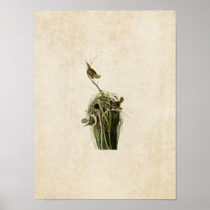 Platte 100 Marsh Wren Vögel in Amerika Poster