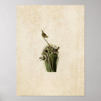 Platte 100 | Marsh Wren | Vögel in Amerika Poster