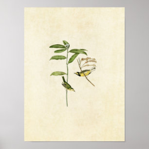 Platte 110   Hooded Warbler   Vögel in Amerika Poster