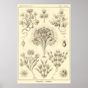 Platte 13 Flagellata Poster