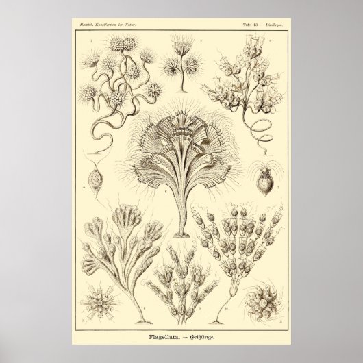 Platte 13 Flagellata Poster (Vorne)