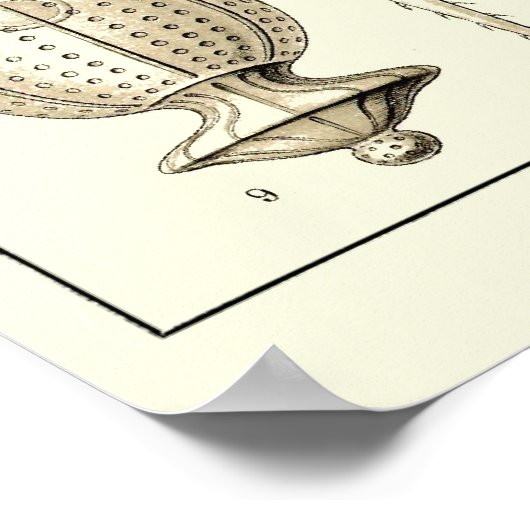 Platte 14 Peridinea Poster (Ecke)